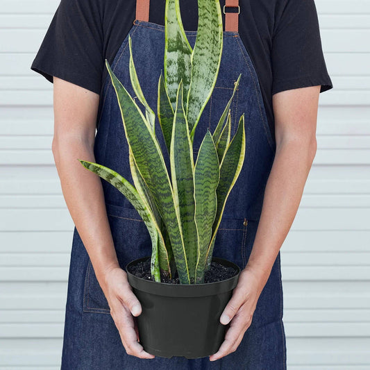 Snake Plant Laurentii - Plantonio