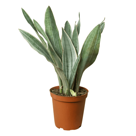 Snake Plant 'Sayuri' - Plantonio