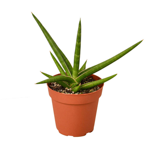 Snake 'Stuckii' - 4" Pot - Plantonio