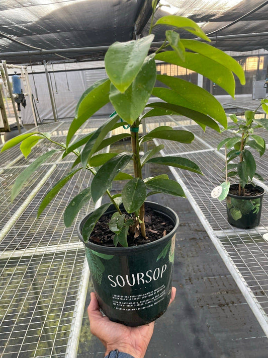 Soursop Tree - Plantonio