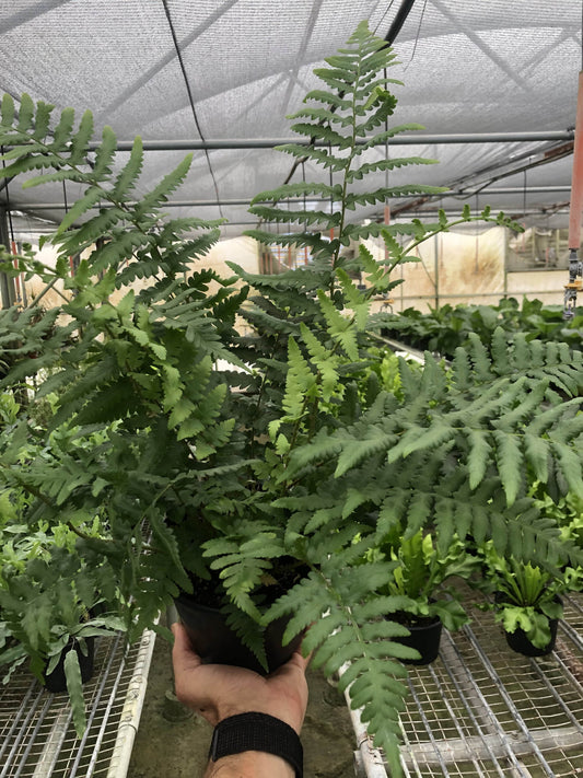 'Southern Shield' Fern - Plantonio