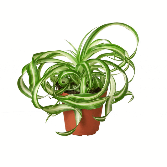 Spider Plant 'Bonnie' - Plantonio