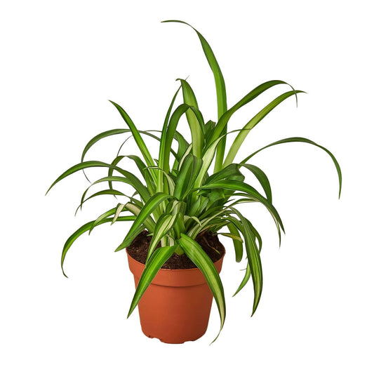 Spider Plant Hawaiian - Plantonio