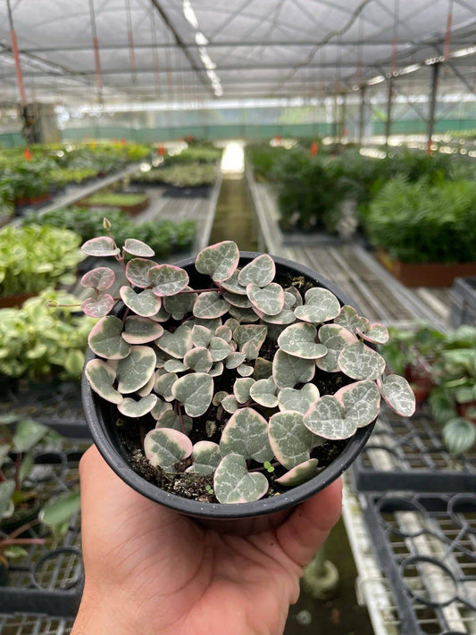 String of Hearts Variegated - Plantonio