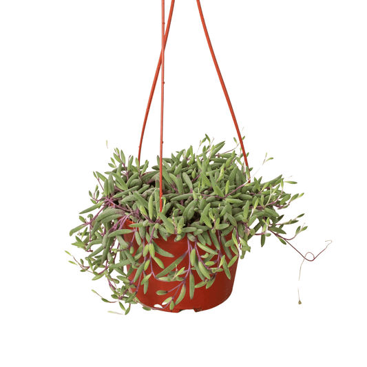 String of Rubies - 6" Pots - Plantonio