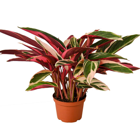 Stromanthe Triostar - Plantonio
