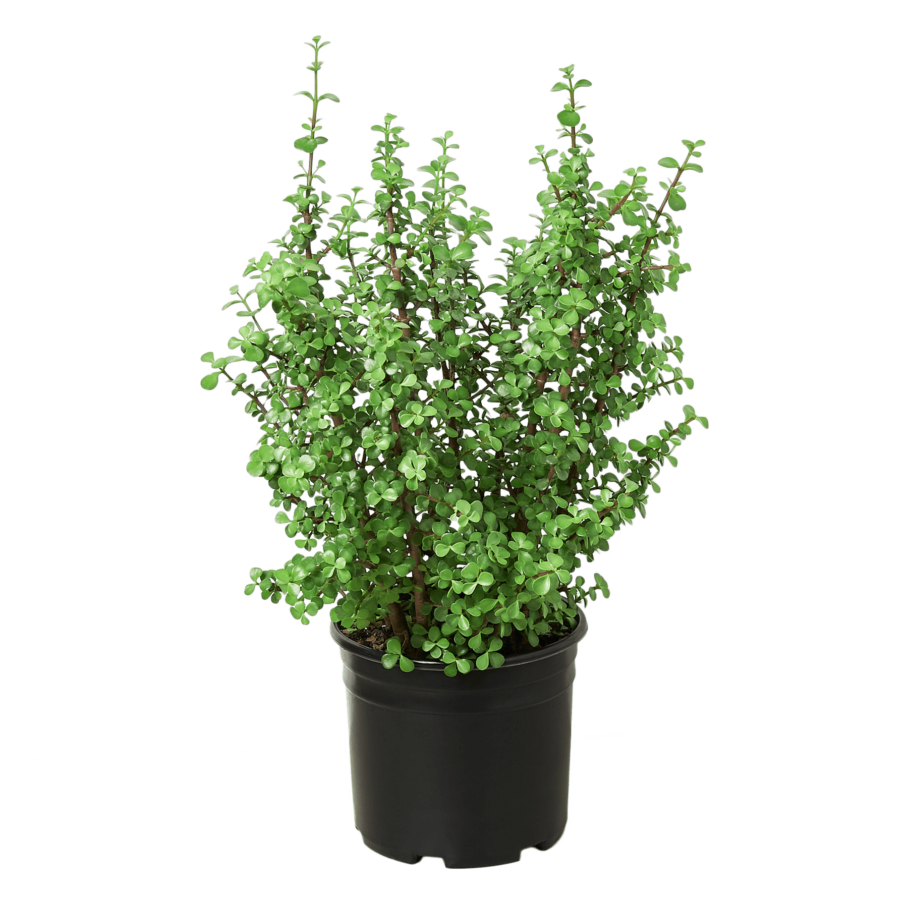 Succulent Portulacaria 'Elephant Bush' - 10" Pot - Plantonio