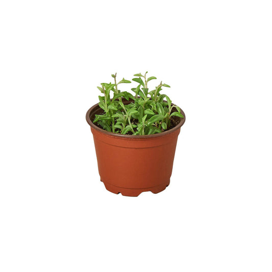 Succulent 'String of Dolphins' - Plantonio