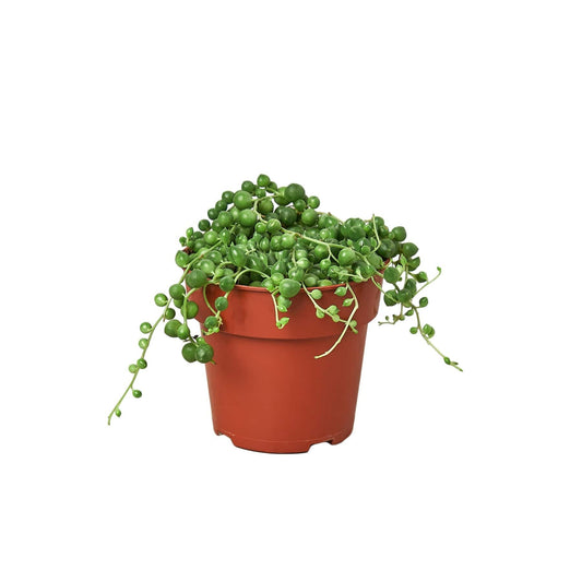 Succulent 'String of Pearls' - Plantonio