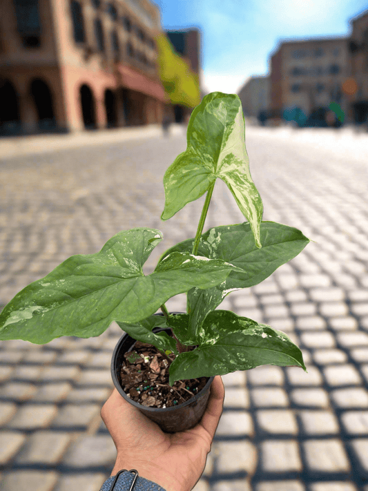 Syngonium 'Albo Variegata' - Plantonio