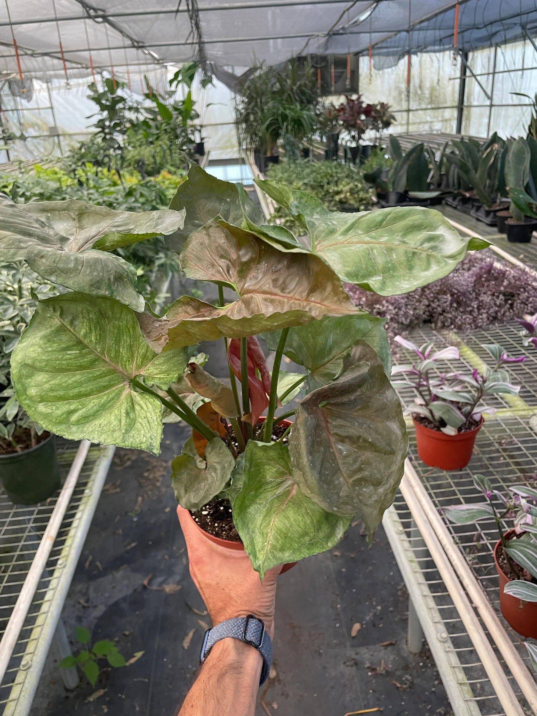 Syngonium Merry - Plantonio