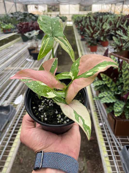 Syngonium 'Tricolor' - Plantonio