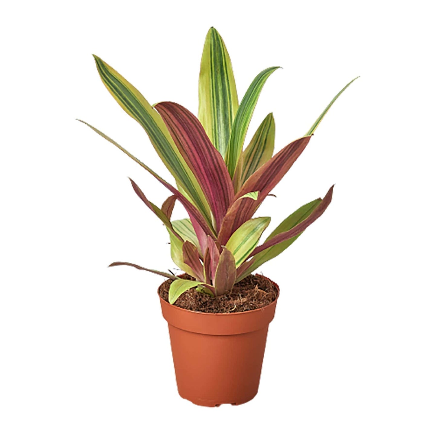 Tradescantia 'Sitara's Gold' - Plantonio