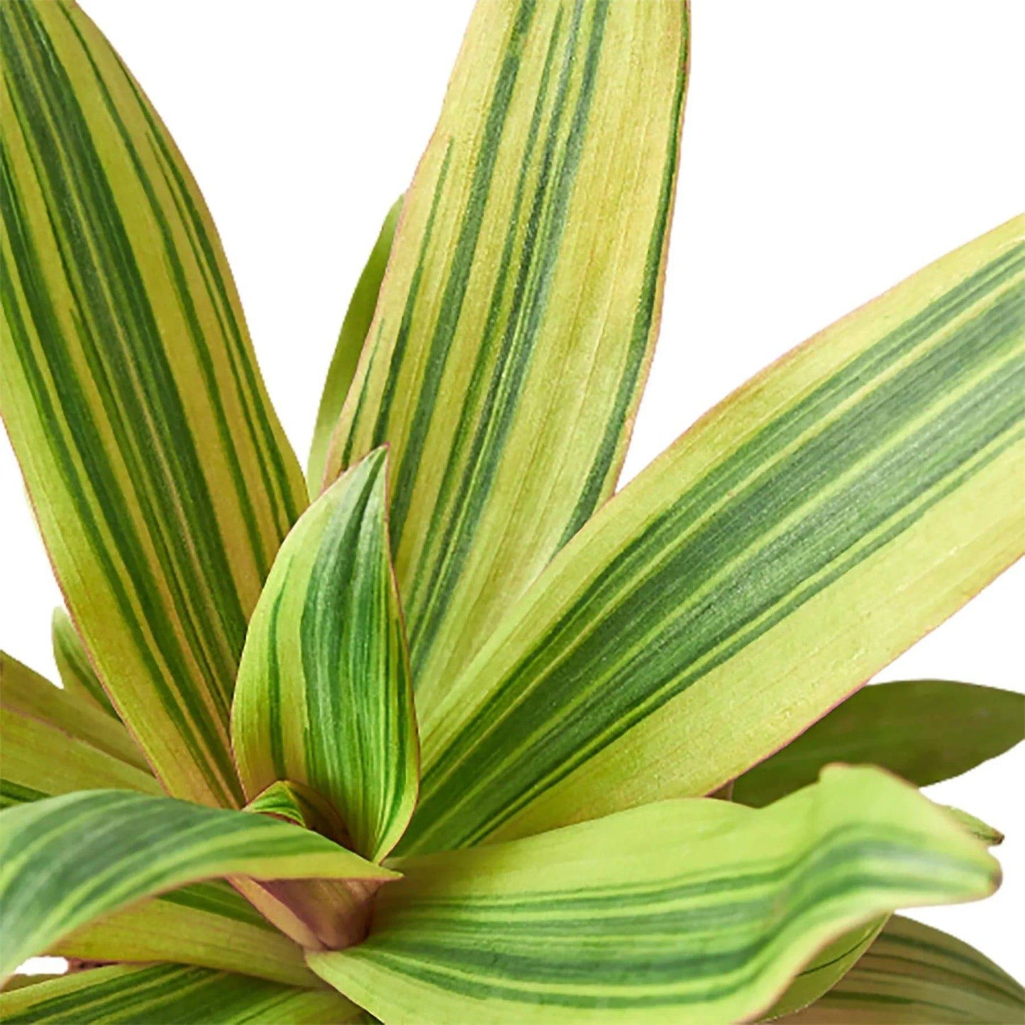 Tradescantia 'Sitara's Gold' - Plantonio