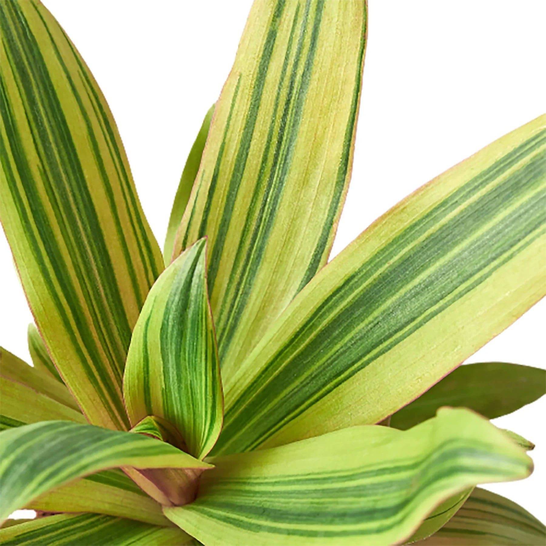 Tradescantia 'Sitara's Gold' - Plantonio