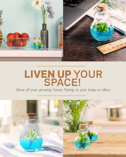 Venus Fly Trap, Grow Your Own Venus Flytrap in a 100% Self Sustaining Glass Terrarium, Maintenance Free, Easy to Grow, Healthy Growth Guarantee - Plantonio