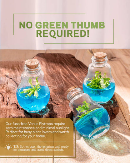 Venus Fly Trap, Grow Your Own Venus Flytrap in a 100% Self Sustaining Glass Terrarium, Maintenance Free, Easy to Grow, Healthy Growth Guarantee - Plantonio