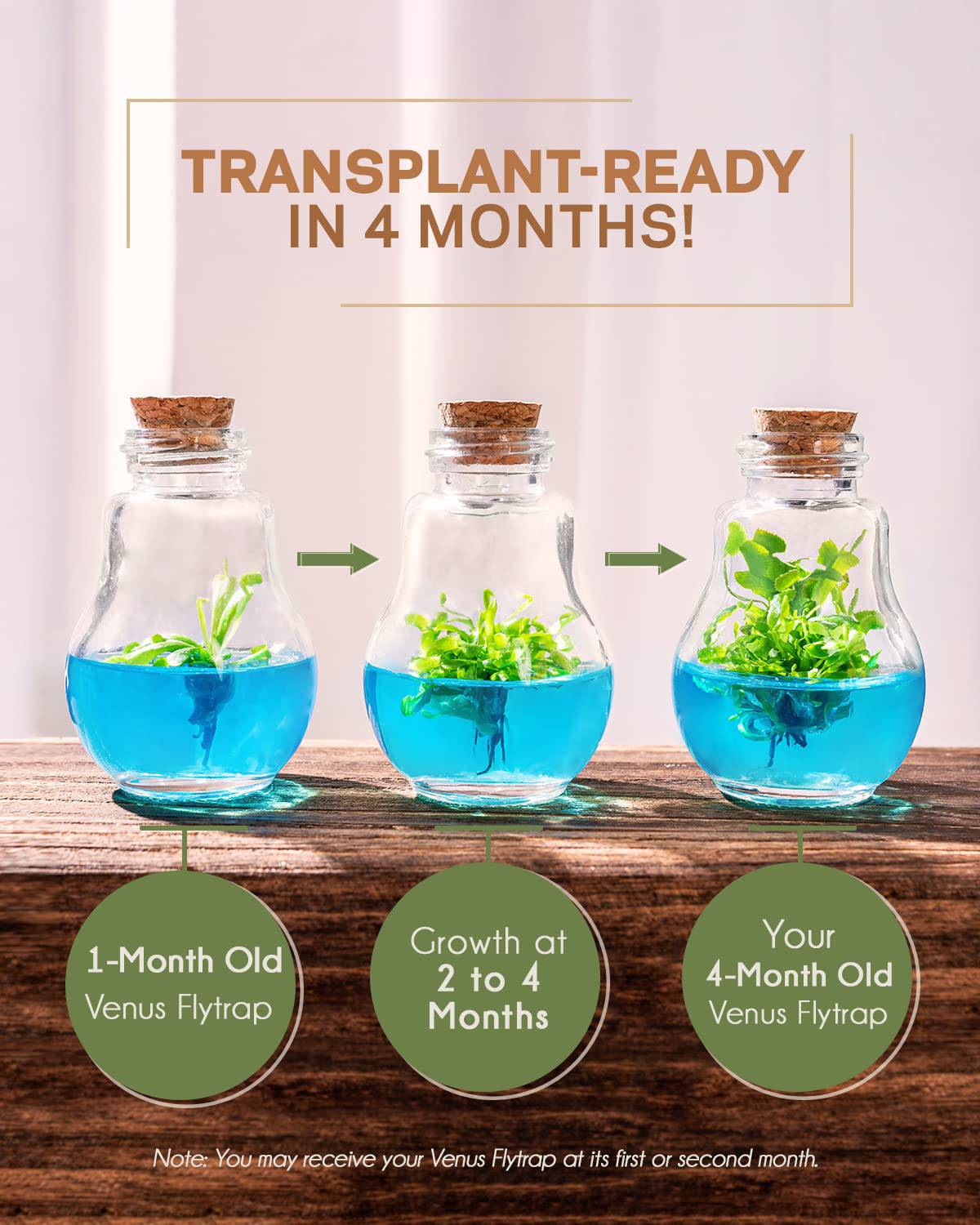 Venus Fly Trap, Grow Your Own Venus Flytrap in a 100% Self Sustaining Glass Terrarium, Maintenance Free, Easy to Grow, Healthy Growth Guarantee - Plantonio