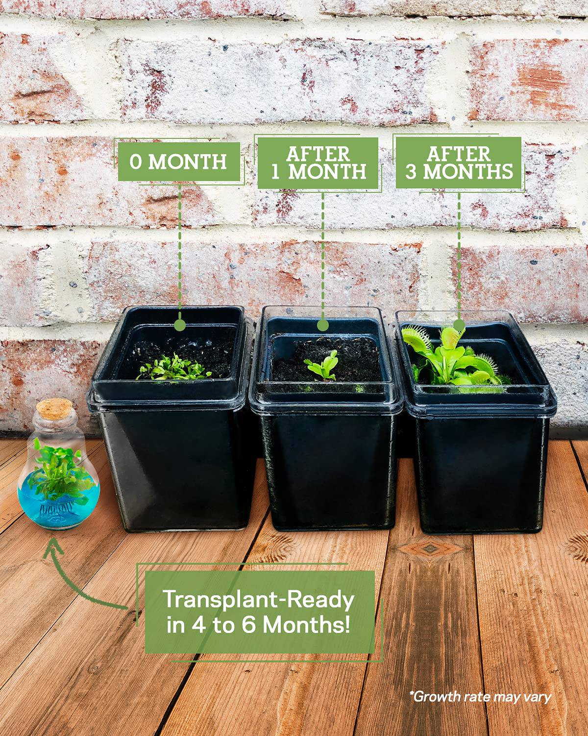 Venus Fly Trap, Grow Your Own Venus Flytrap in a 100% Self Sustaining Glass Terrarium, Maintenance Free, Easy to Grow, Healthy Growth Guarantee - Plantonio