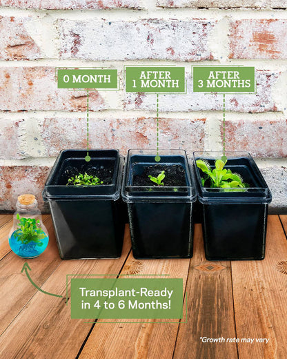 Venus Fly Trap, Grow Your Own Venus Flytrap in a 100% Self Sustaining Glass Terrarium, Maintenance Free, Easy to Grow, Healthy Growth Guarantee - Plantonio