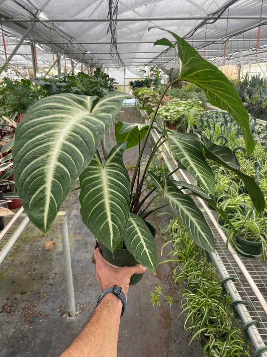 Xanthosoma 'Lendenii' - Plantonio