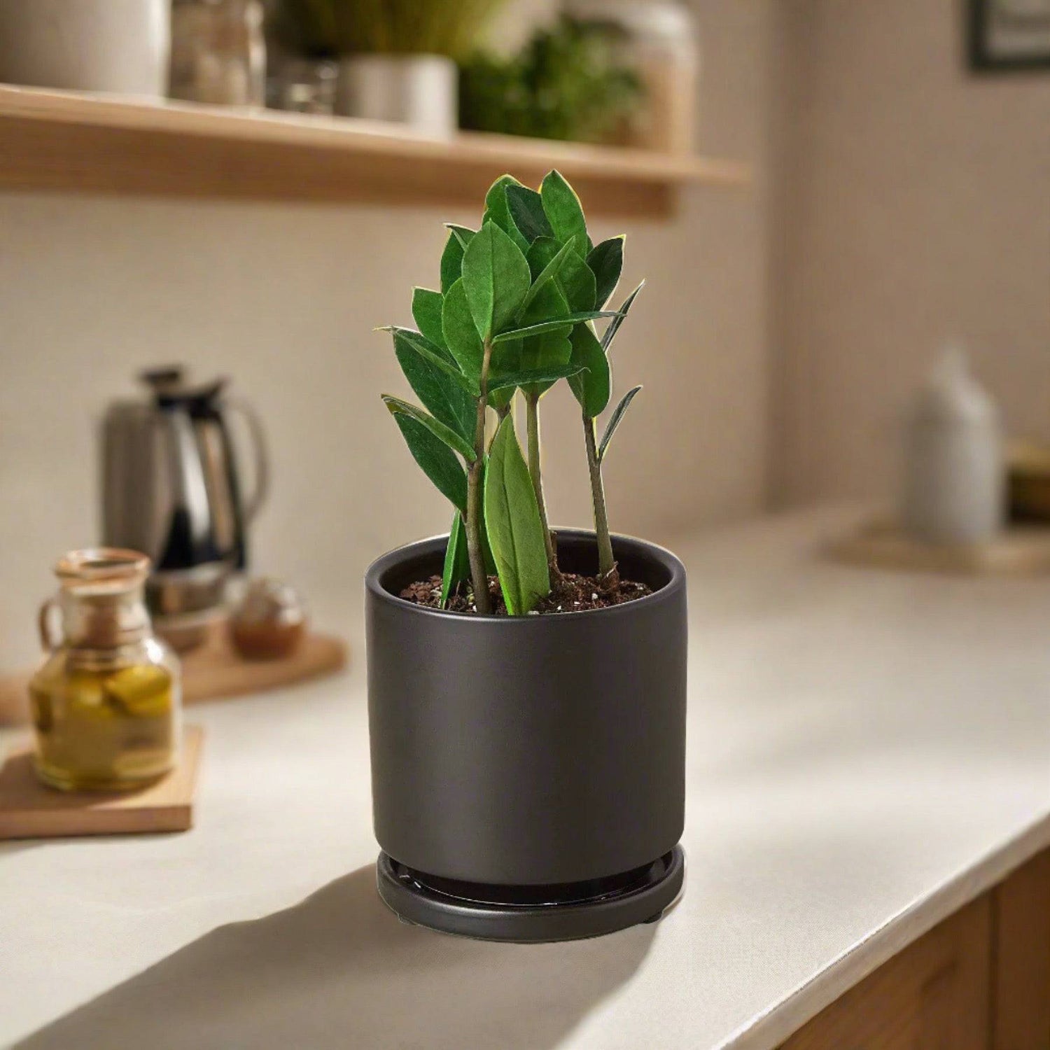 Zamioculcas Zamiifolia ZZ - Plantonio