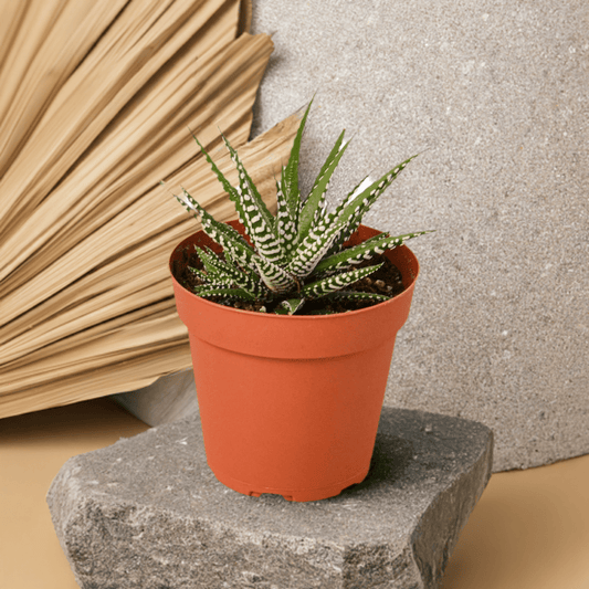Zebra Succulent - Plantonio